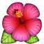 :hibiscus: